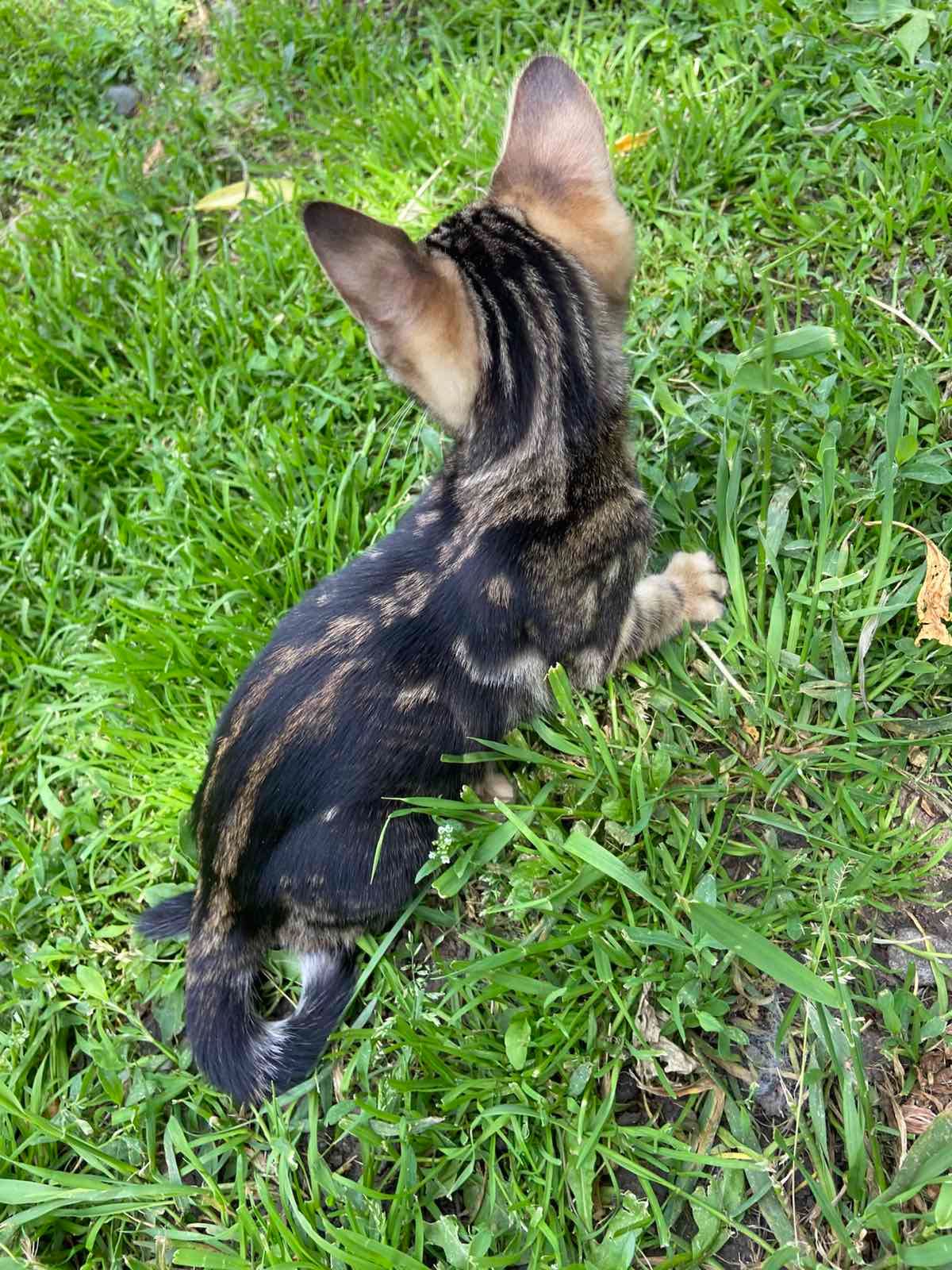 Котята мраморные бенгалы