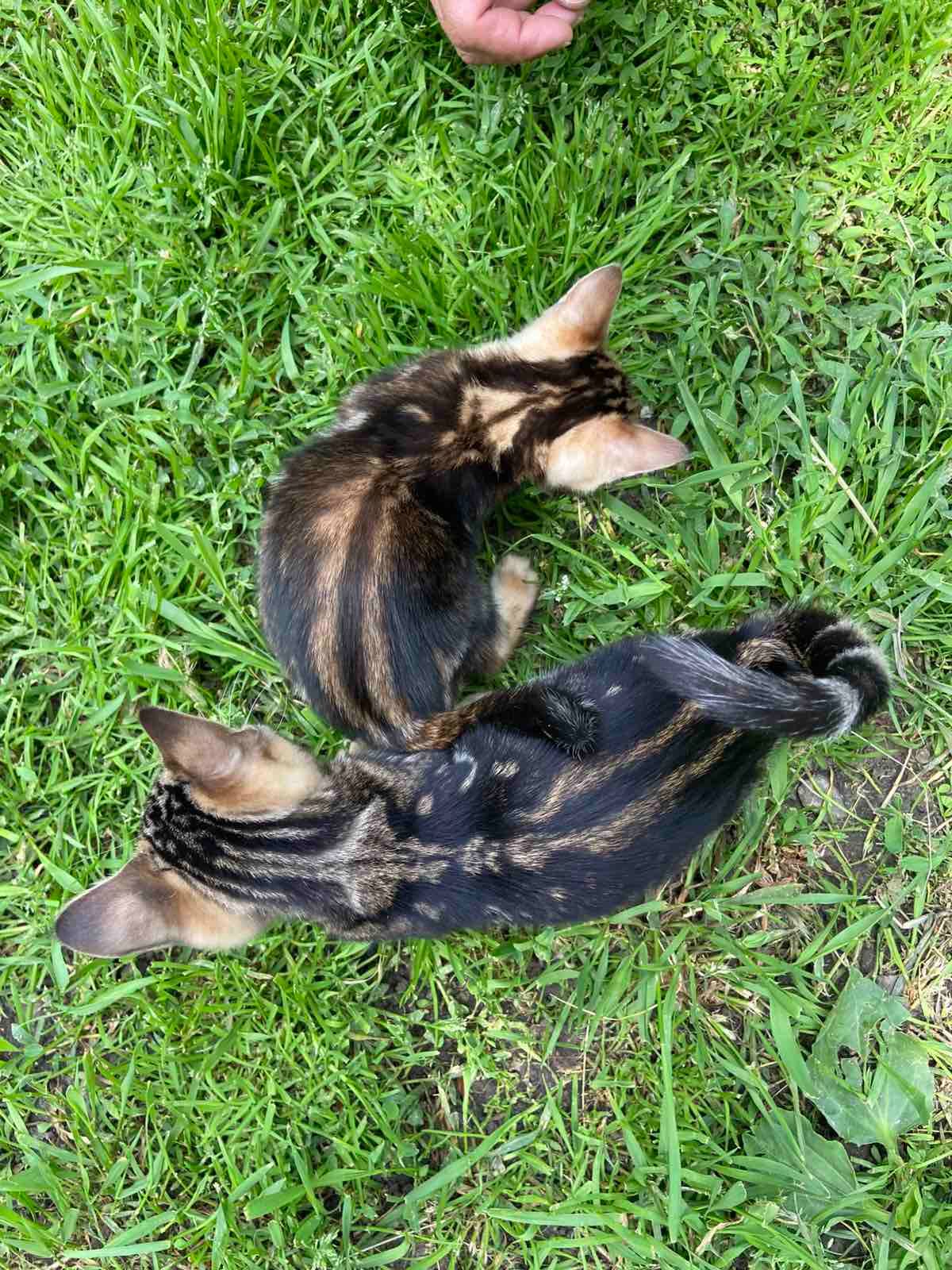 Котята мраморные бенгалы