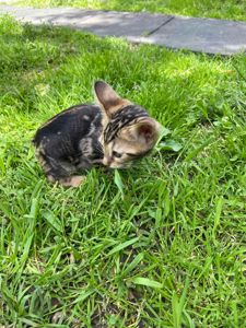Котята мраморные бенгалы