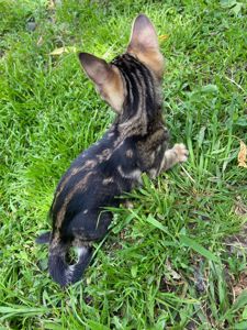 Котята мраморные бенгалы