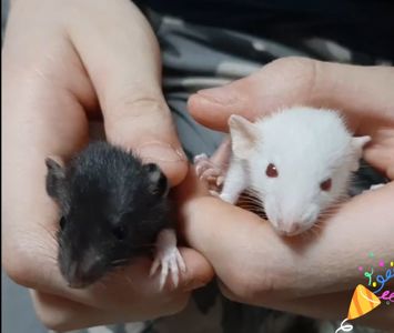 Крыса Дамбо сиамская, цветные или пятнистые