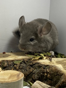 Шиншилла мальчик фиолет