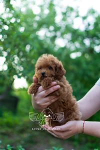 Маленьке диво