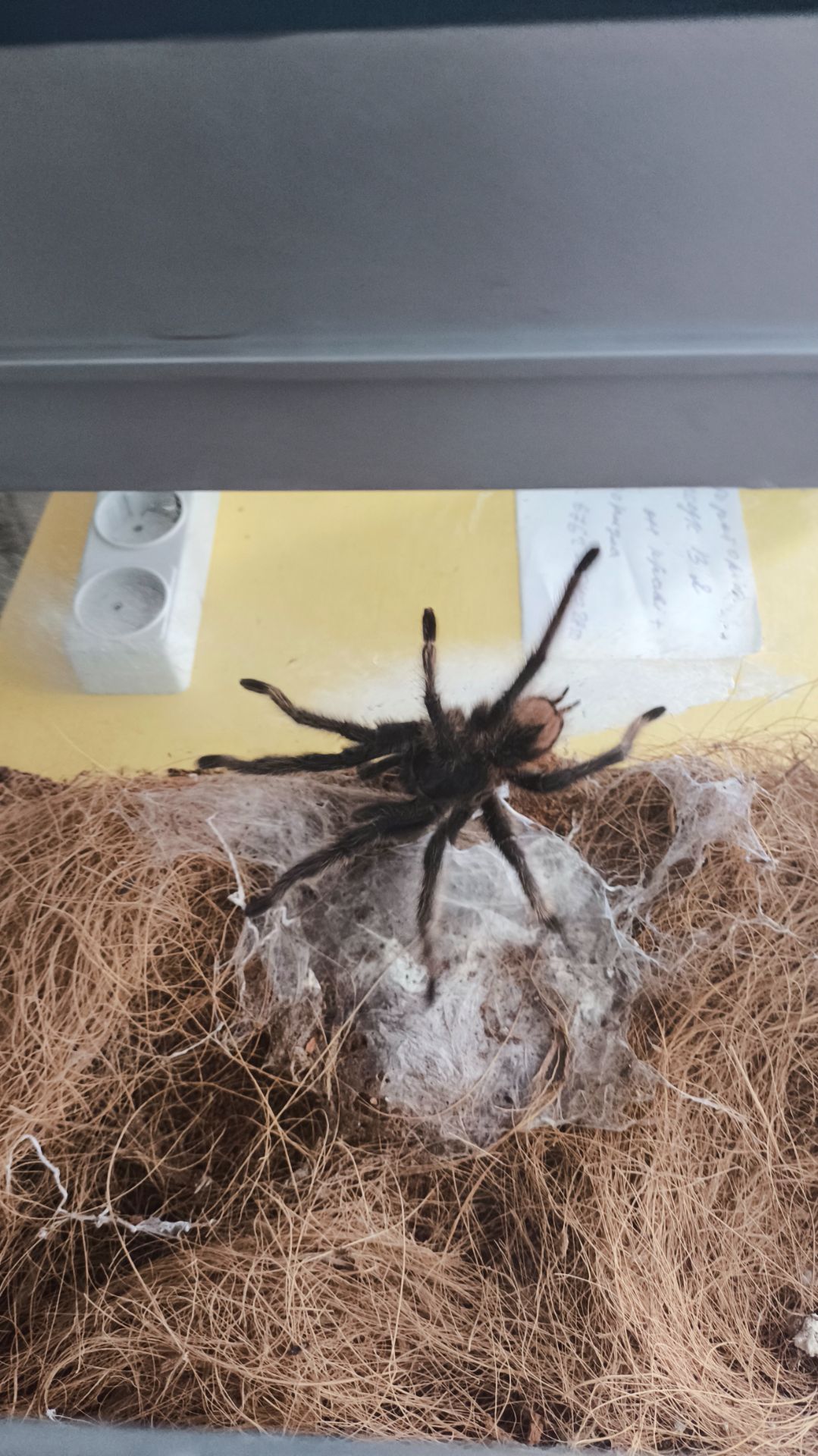 Lasiodora Parahibana