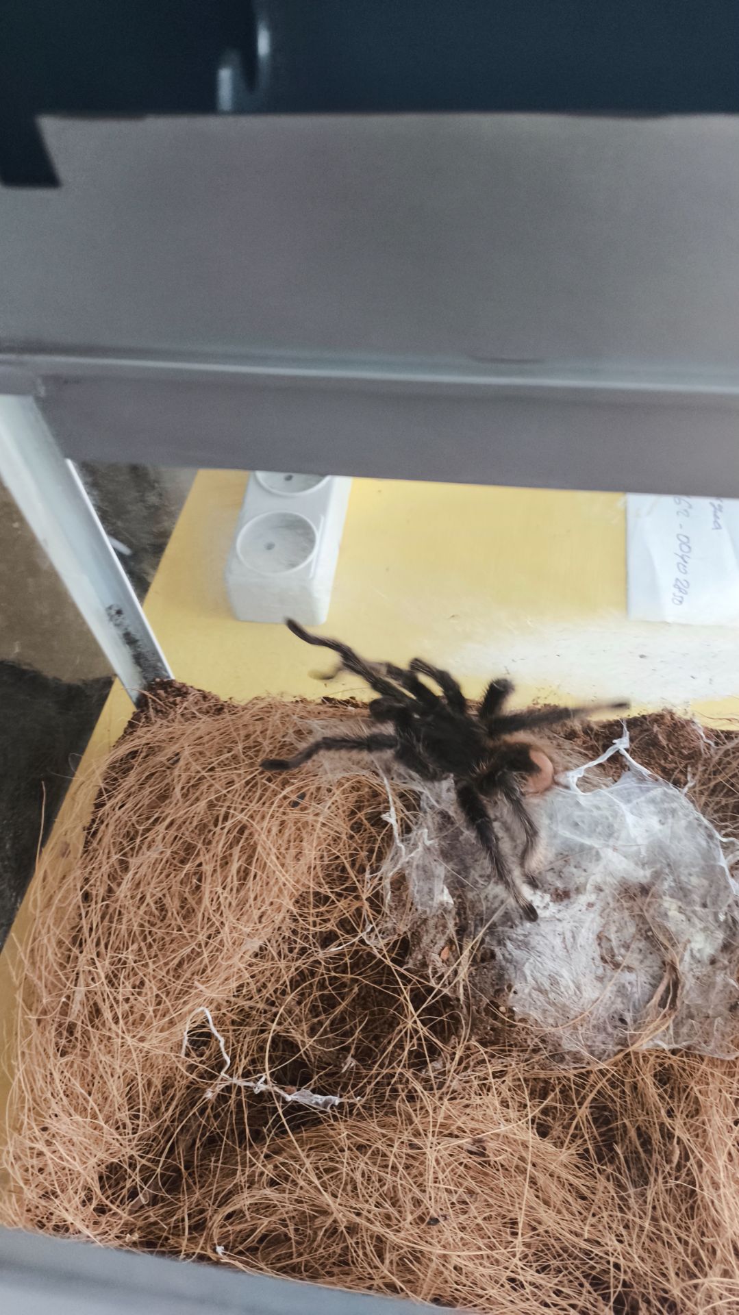 Lasiodora Parahibana