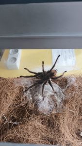 Lasiodora Parahibana