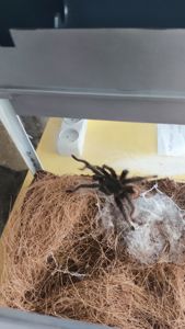 Lasiodora Parahibana