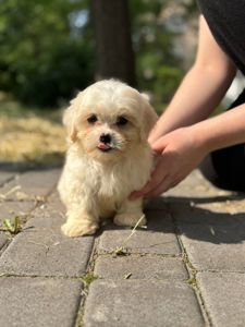 Мальтипу шикарна дівчинка