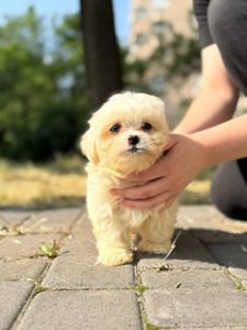 Мальтипу шикарна дівчинка