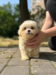 Мальтипу шикарна дівчинка