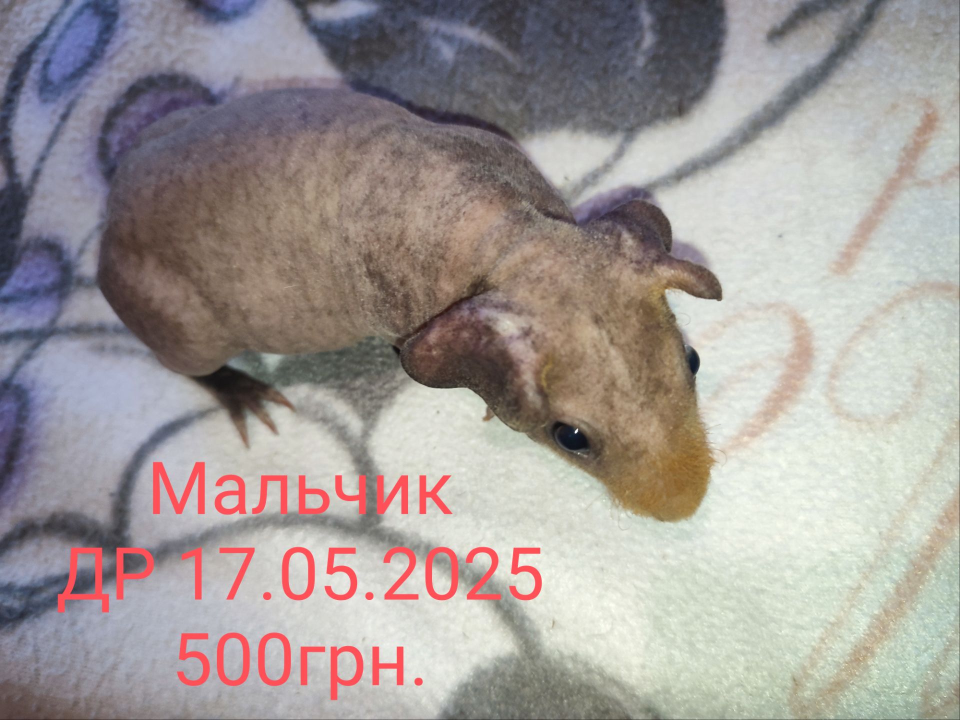 Морская свинка скинни