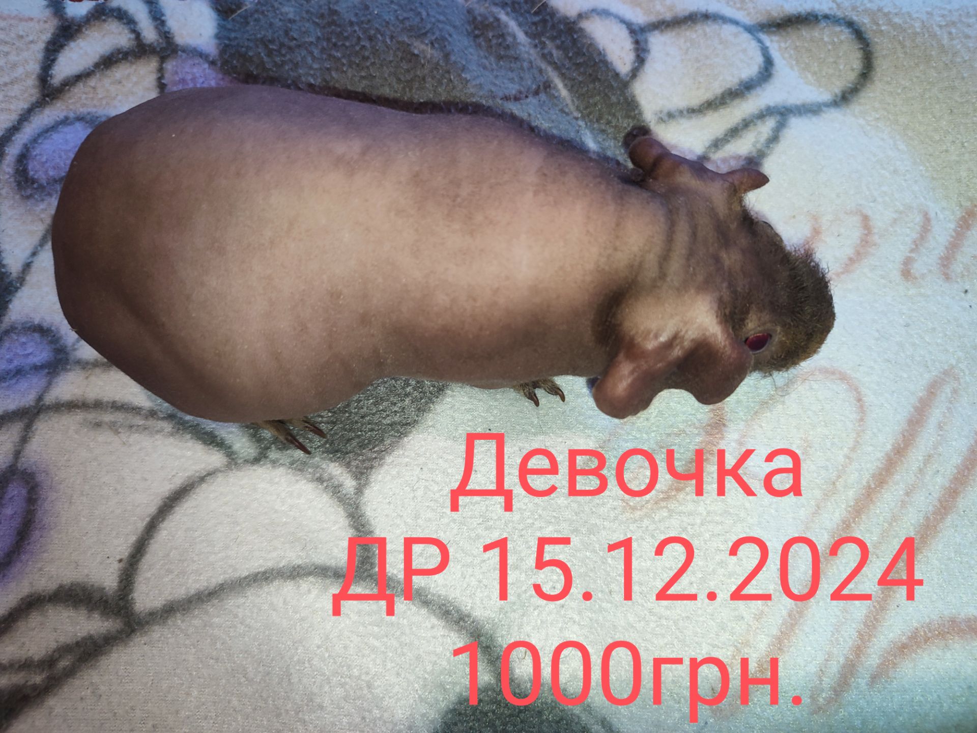 Морская свинка скинни
