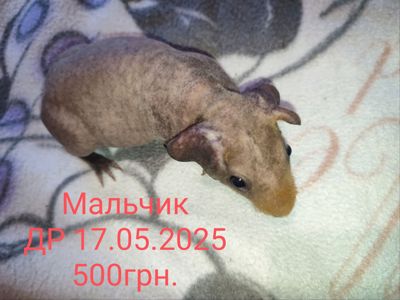 Морская свинка скинни
