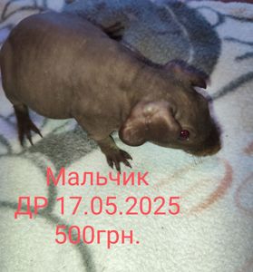 Морская свинка скинни