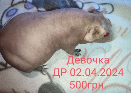 Морская свинка скинни