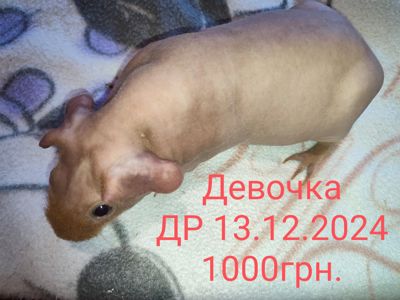 Морская свинка скинни