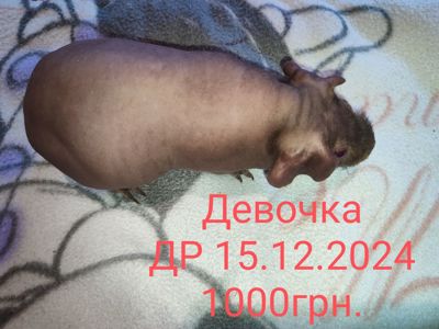 Морская свинка скинни