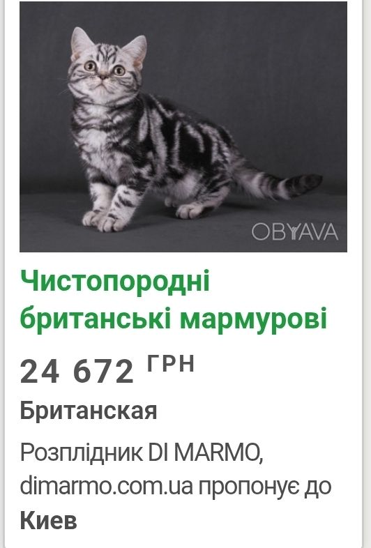 Алиментный котенок ТаббиМраморБританец