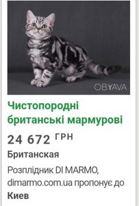 Алиментный котенок ТаббиМраморБританец