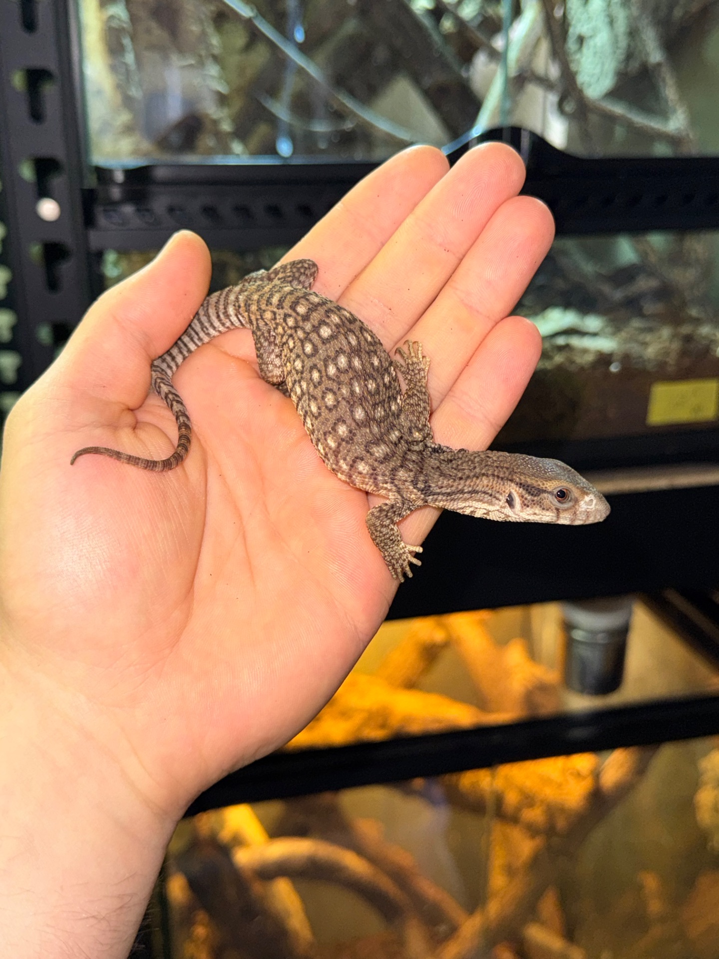 Капський варан (Varanus exanthematicus)