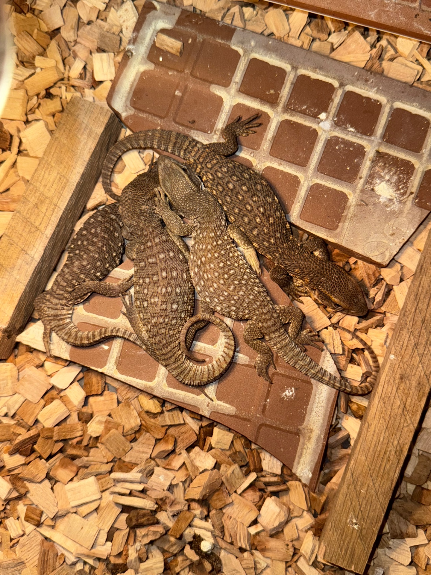 Капський варан (Varanus exanthematicus)
