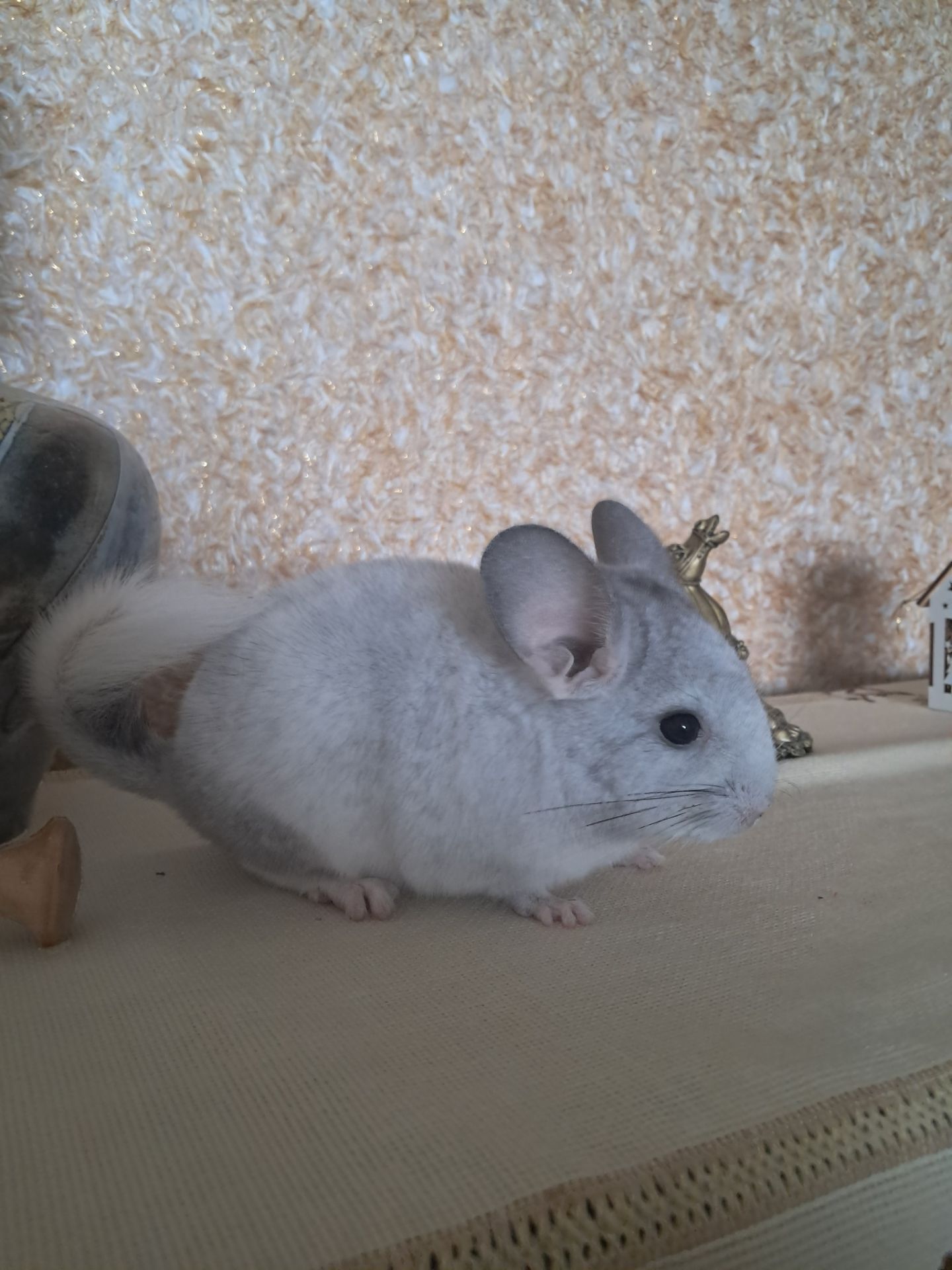 Шиншила, м. Львів