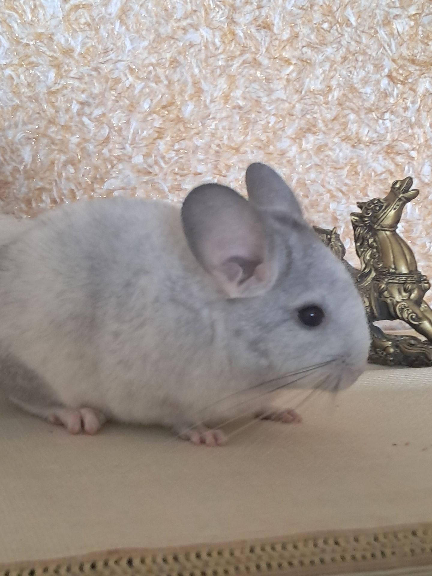 Шиншила, м. Львів