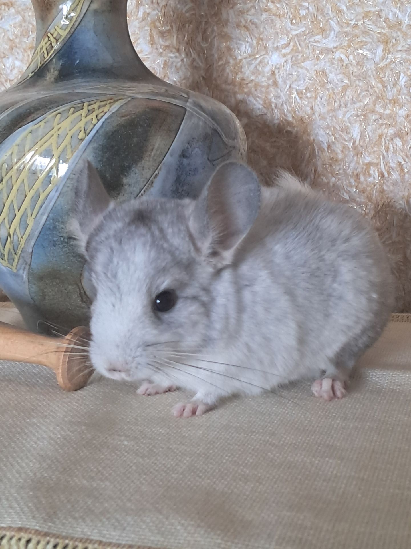 Шиншила, м. Львів
