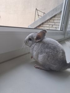 Шиншила, м. Львів