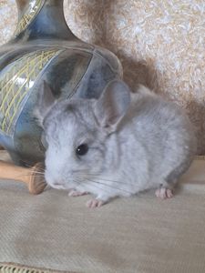 Шиншила, м. Львів