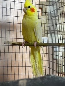 Корели