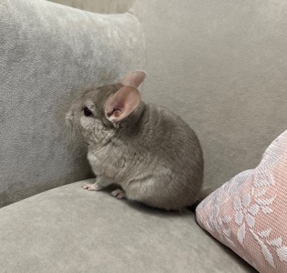 Шиншила, шиншили, шушики…