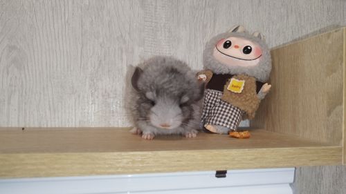 Шиншила дівчинка білий Вільсона нкпа
