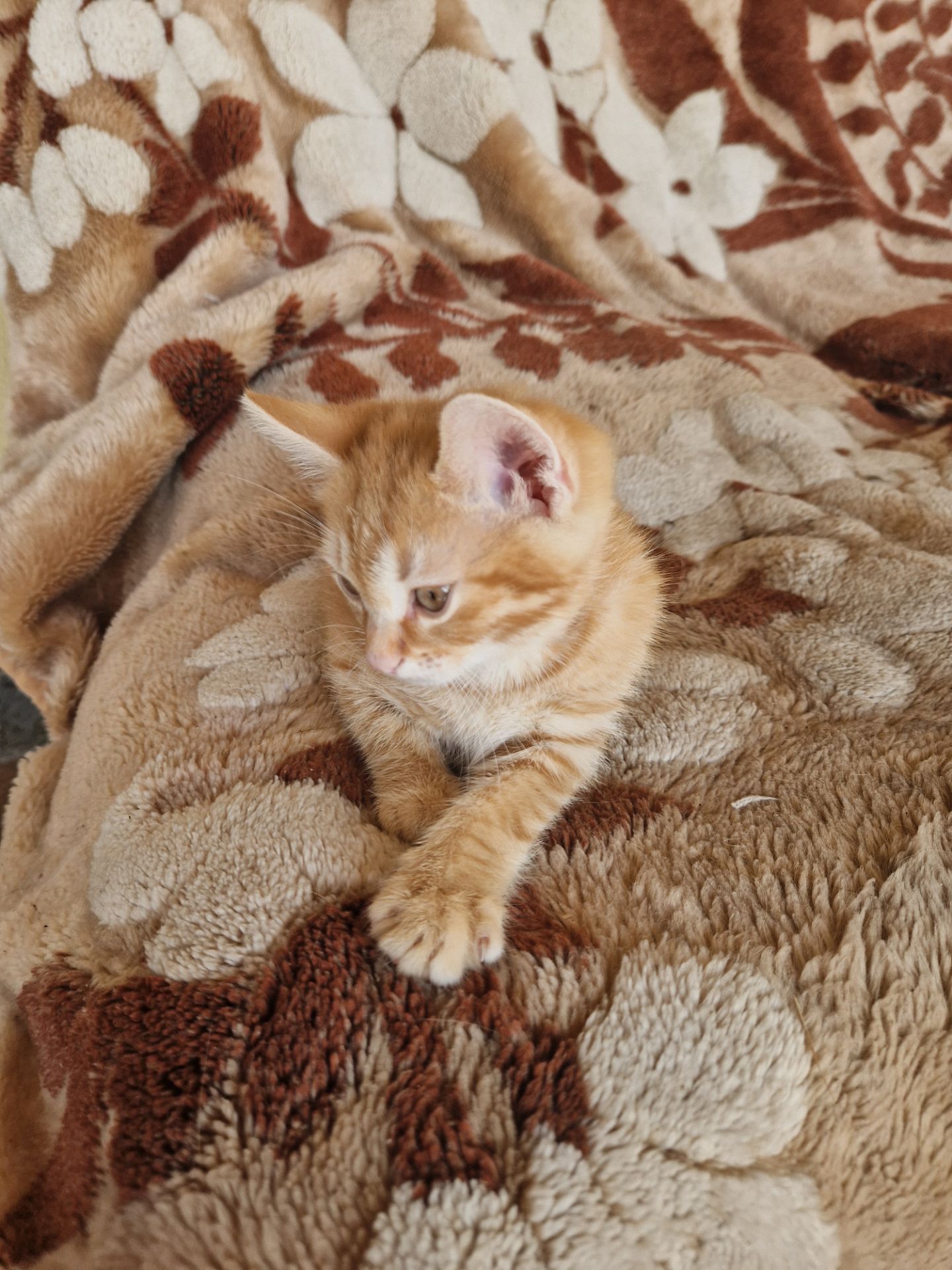 Синочок мишо- та кротоловки