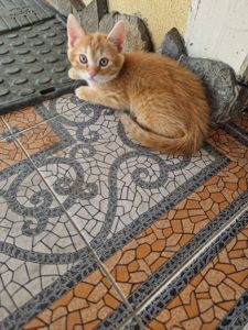 Синочок мишо- та кротоловки