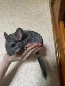 Шиншилла девочка