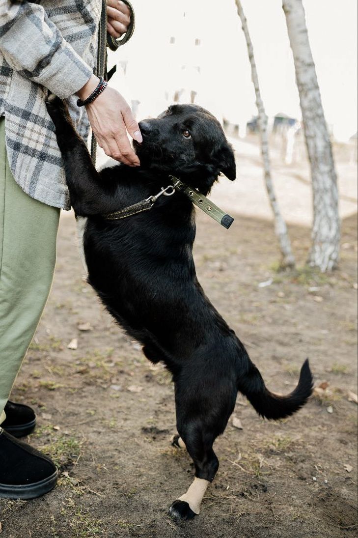 Без породи