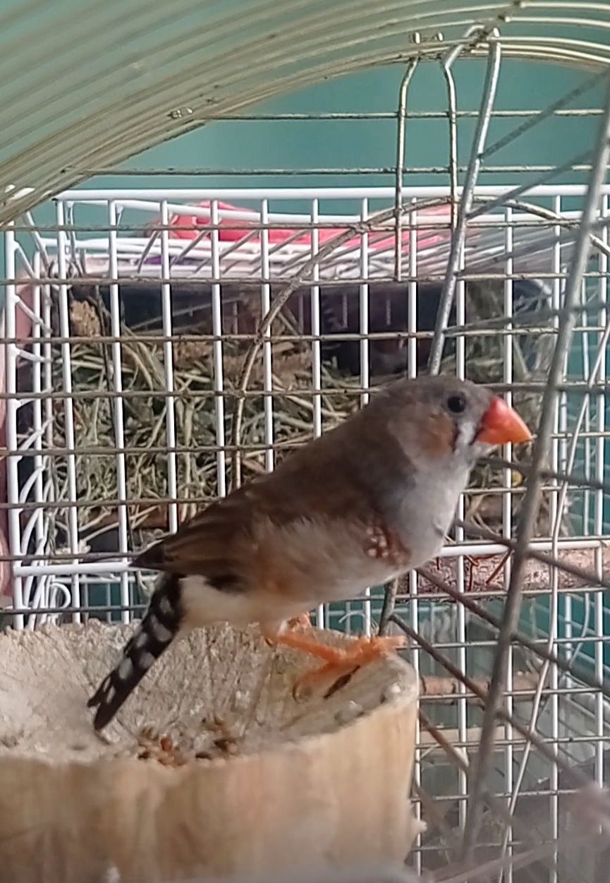 Амадіни зеброві