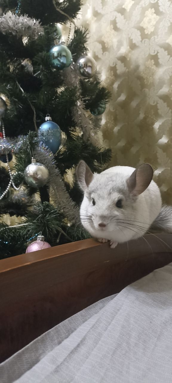 Вільсон