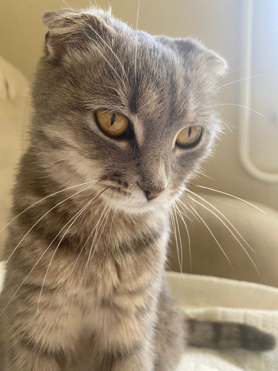 Кошеня шукає дім