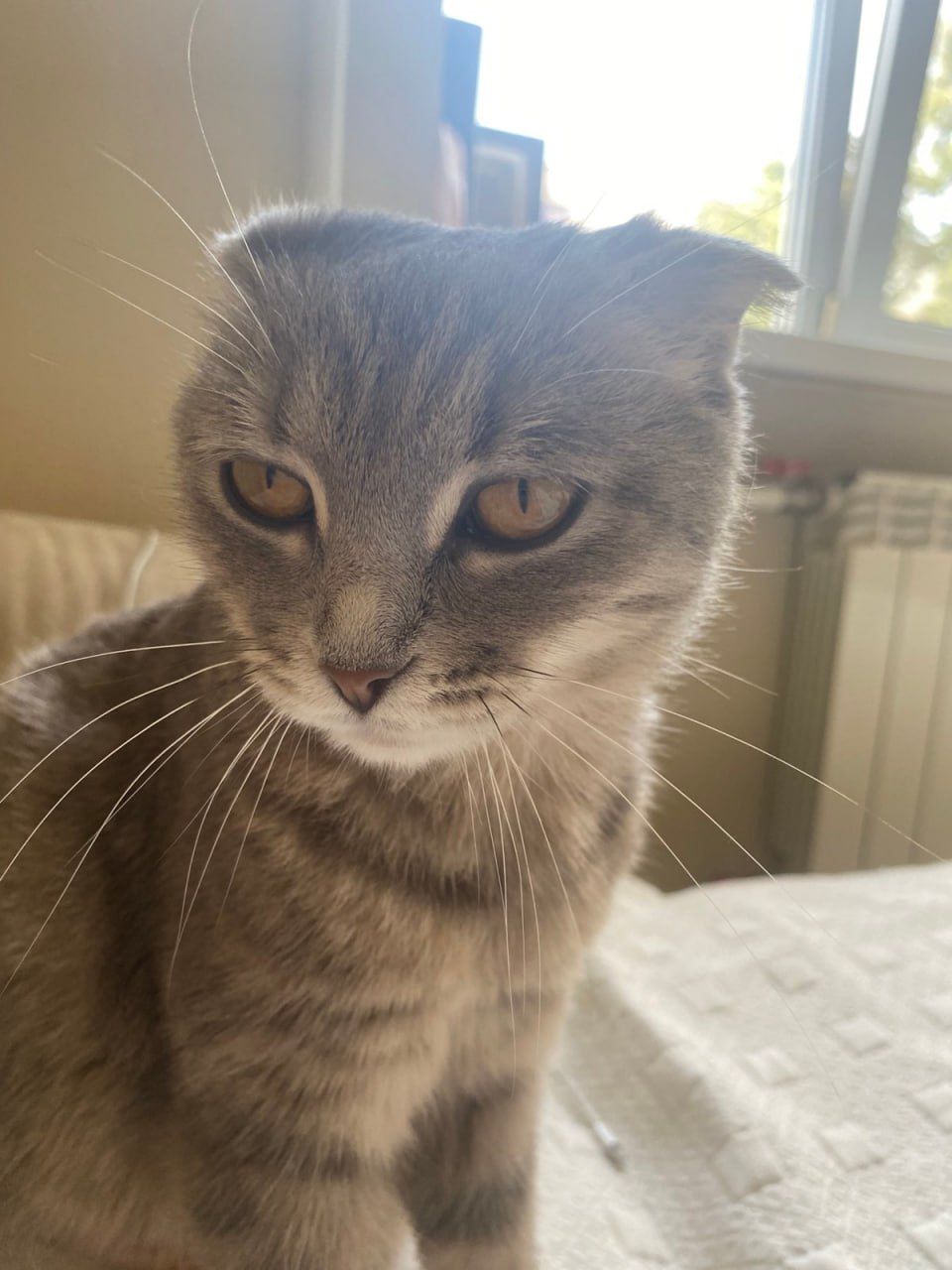 Кошеня шукає дім