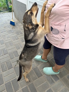 Собаня ( дівчинка ) в добрі руки