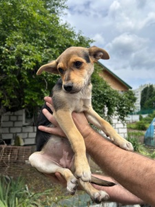 Щенята в добрі руки