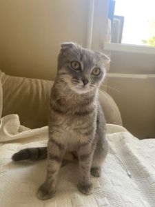 Кошеня шукає дім