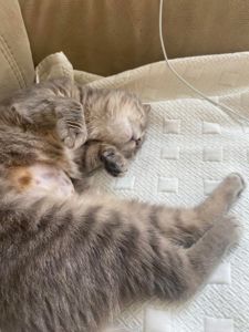 Кошеня шукає дім