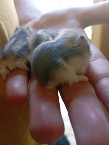 Джунгарські хом'ячки