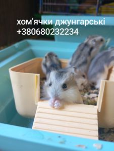 Джунгарські хом'ячки