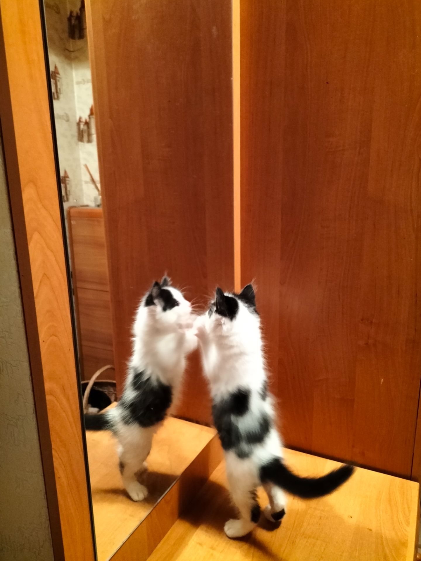 Котёнок