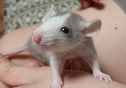 Ексклюзив, криса Дамбо, карлик, міні, хлопчик