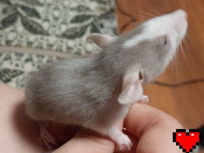 Ексклюзив, криса Дамбо, карлик, міні, хлопчик